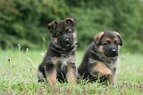 BERGER ALLEMAND 429